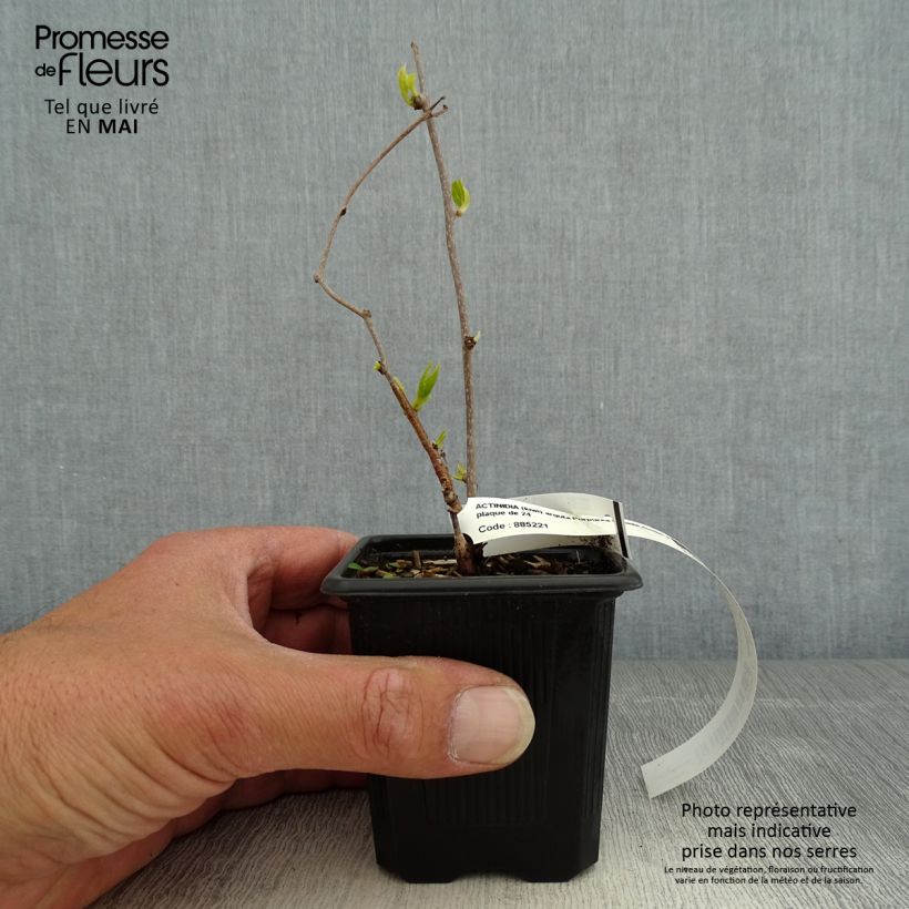 Hardy Kiwi Purpurea (female) - Actinidia arguta 8/9 cm pot sample as delivered in spring