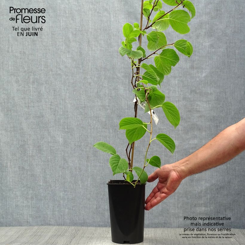 Hardy Kiwi Vitikiwi (self-fertile) - Actinidia arguta 2L/3L pot sample as delivered in summer