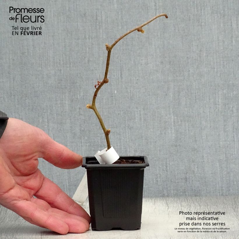Kiwi Plant Monty (female) - Actinidia deliciosa 8/9 cm pot sample as delivered in winter