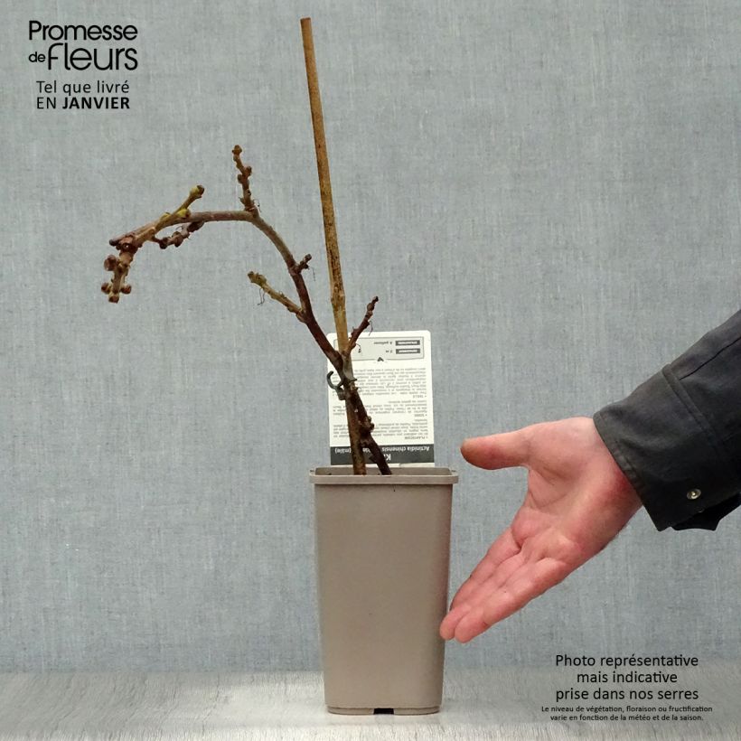 Yellow Kiwi Plant Minkimale (male) - Actinidia chinensis 1.5L/2L pot sample as delivered in winter