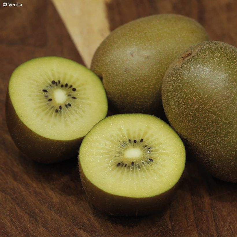 Kiwi Plant kiw'Happy (female) - Actinidia deliciosa (Harvest)