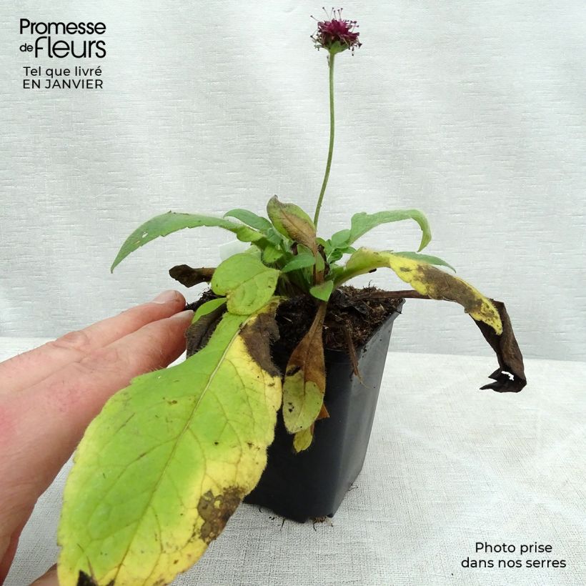 Knautia macedonica Mars Midget 8/9 cm pot sample as delivered in winter