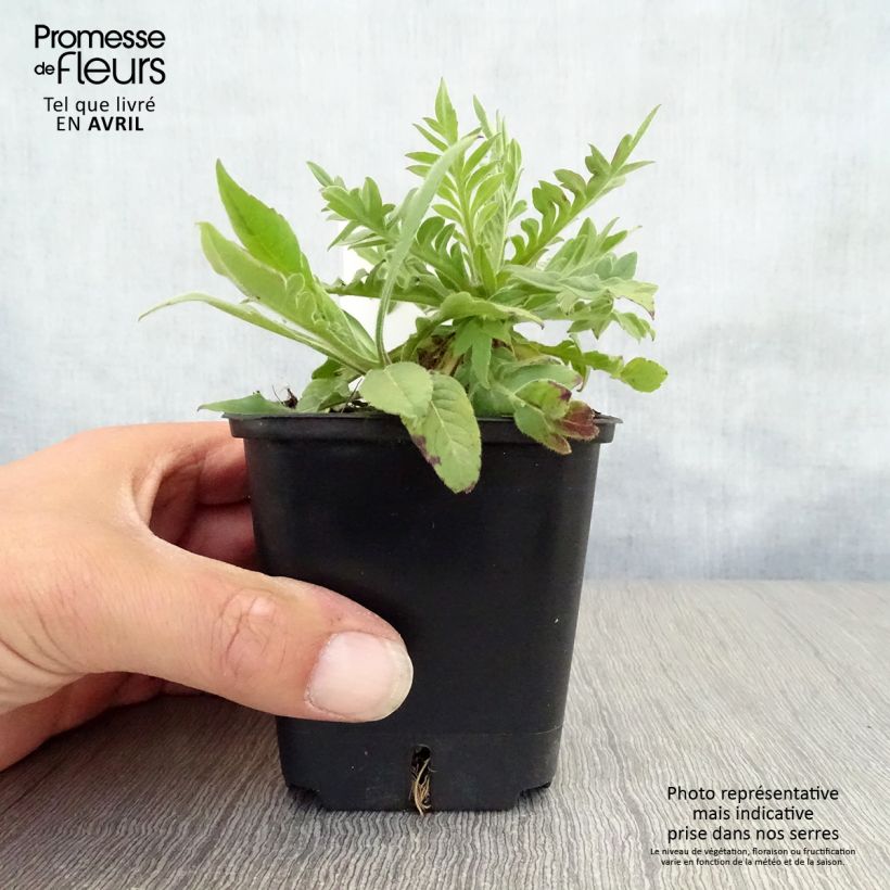 Knautia macedonica Red Knight 8/9 cm pot sample as delivered in spring