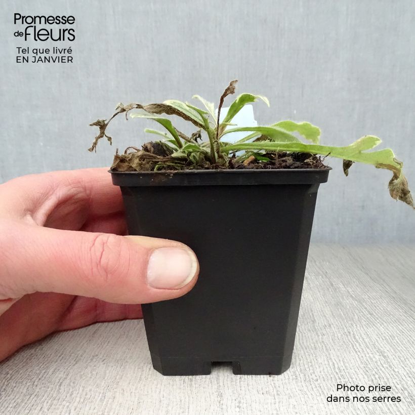 Knautia macedonica Thunder and Lightning 8/9 cm pot sample as delivered in winter