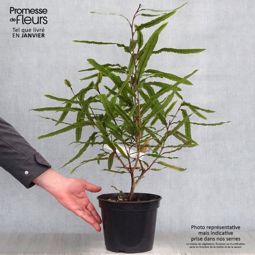 Knightia excelsa 3L/4L pot sample as delivered in winter