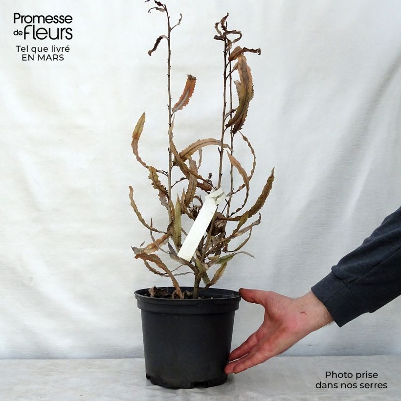 Knightia excelsa 3L/4L pot sample as delivered in spring