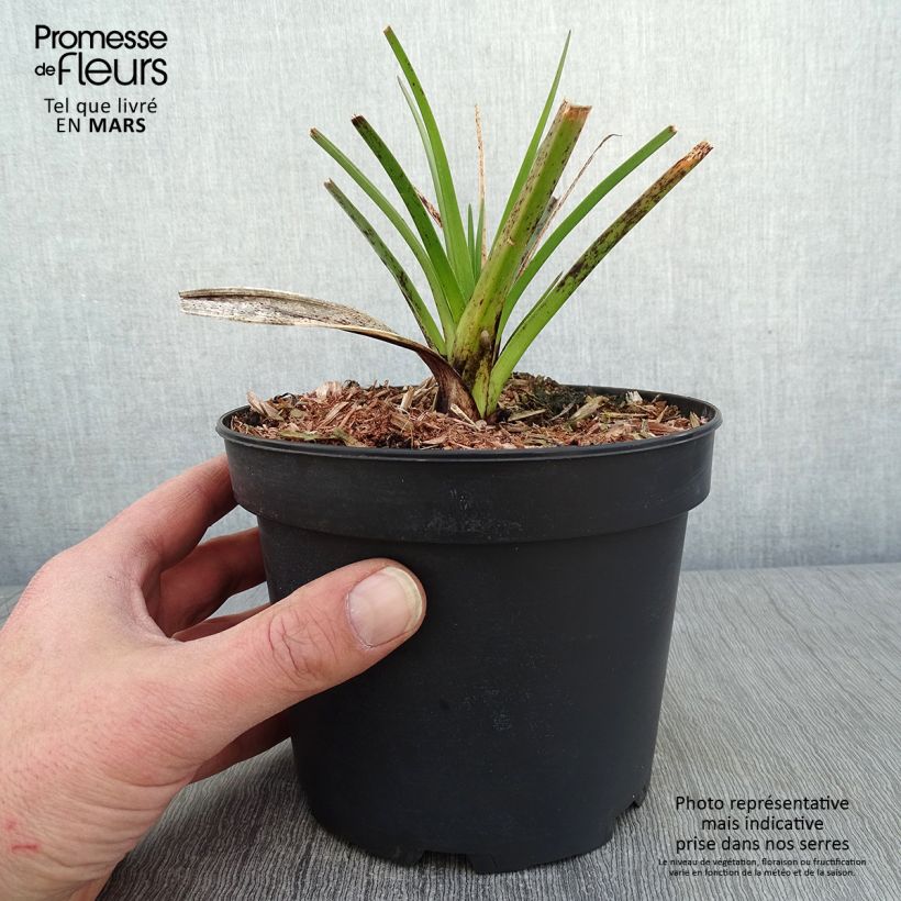 Kniphofia Alcazar - Red Hot Poker 2L/3L pot sample as delivered in winter