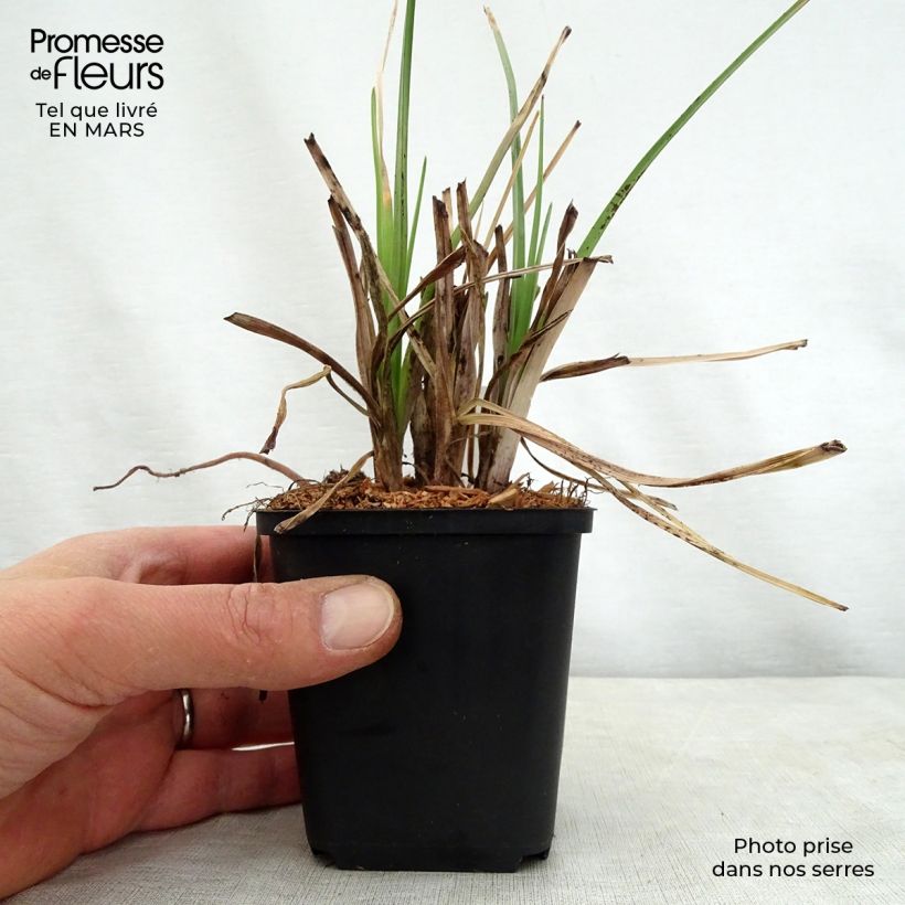 Kniphofia Elvira - Red Hot Poker 8/9 cm pot sample as delivered in spring