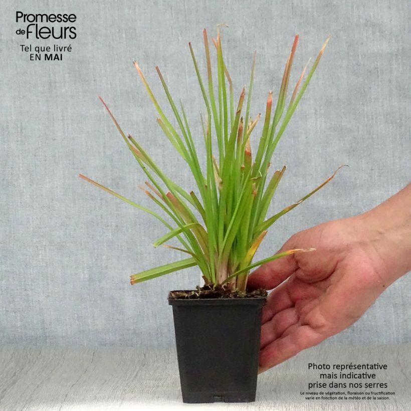 Kniphofia pauciflora Flamenco - Red Hot Poker 8/9 cm pot sample as delivered in spring