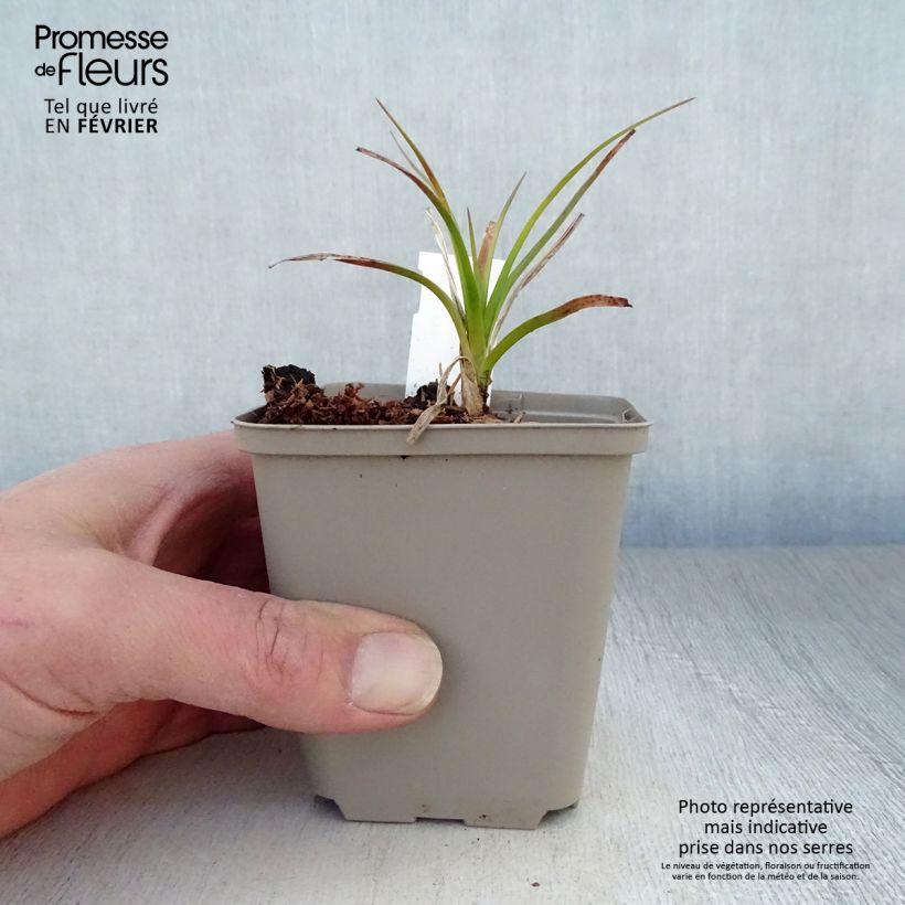 Kniphofia Green Jade - Red Hot Poker 8/9 cm pot sample as delivered in winter