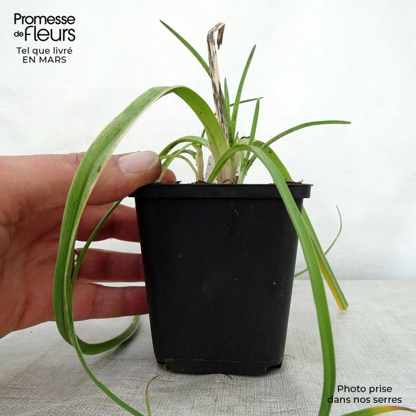 Kniphofia pauciflora Limelight - Red Hot Poker 8/9 cm pot sample as delivered in spring