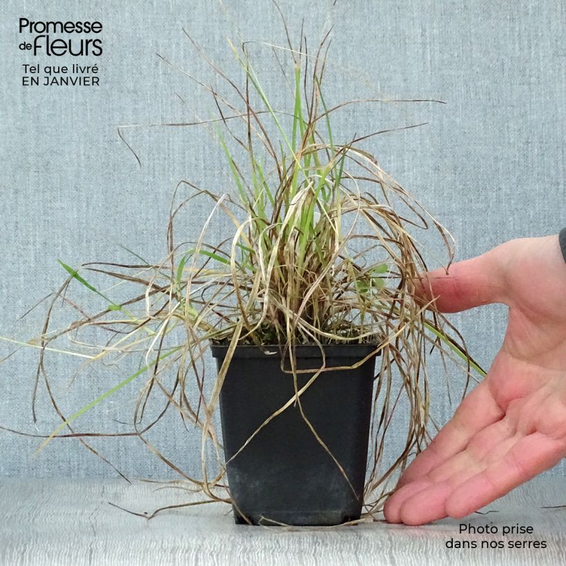 Kniphofia Little Maid - Red Hot Poker 8/9 cm pot sample as delivered in winter