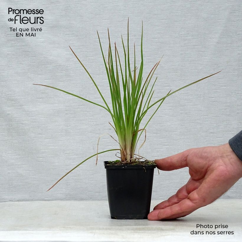 Kniphofia Little Maid - Red Hot Poker 8/9 cm pot sample as delivered in spring