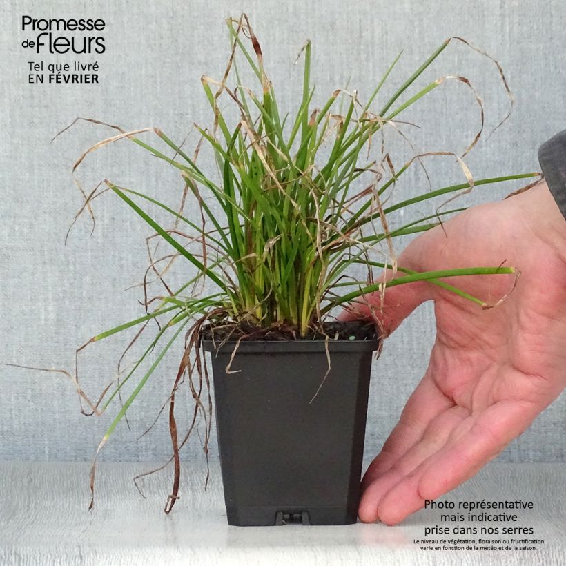 Kniphofia Red Rocket - Red Hot Poker 8/9 cm pot sample as delivered in winter