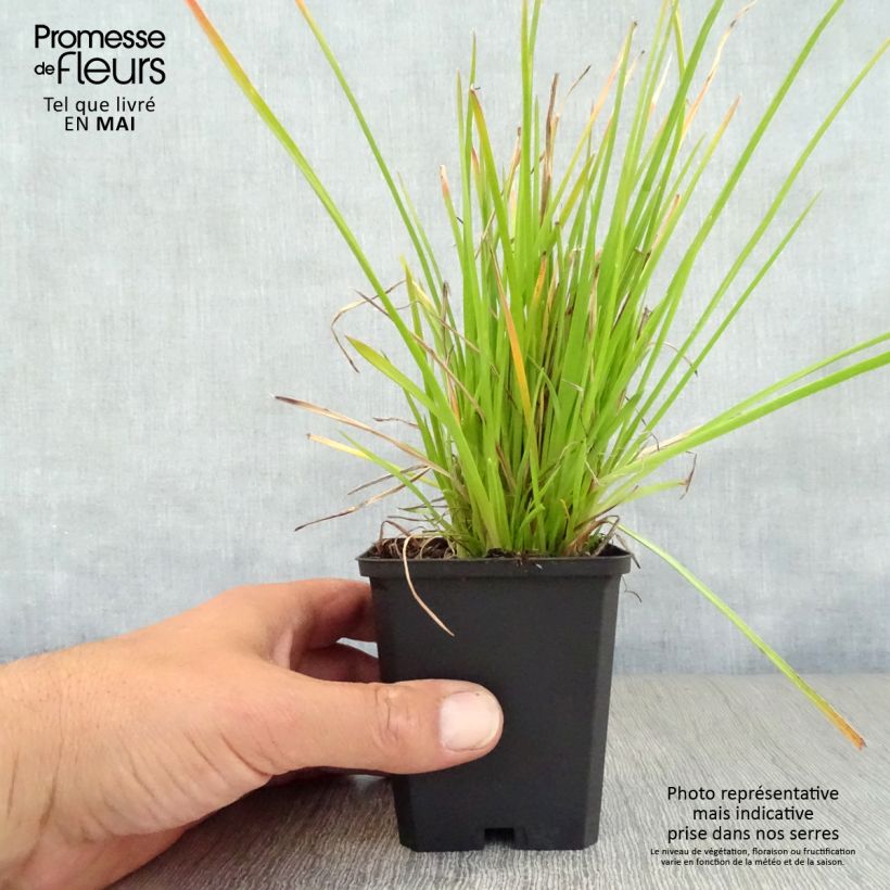 Kniphofia Red Rocket - Red Hot Poker 8/9 cm pot sample as delivered in spring