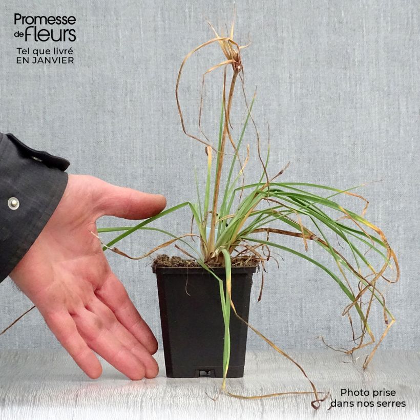 Kniphofia uvaria Redhot Popsicle - Red Hot Poker 8/9 cm pot sample as delivered in winter