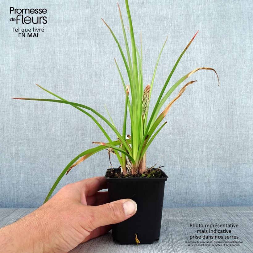 Kniphofia Traffic Lights - Red Hot Poker 8/9 cm pot sample as delivered in spring