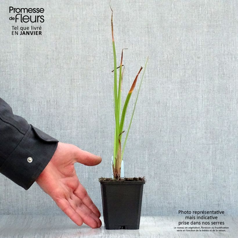 Kniphofia Wrexham Buttercup - Red Hot Poker 8/9 cm pot sample as delivered in winter