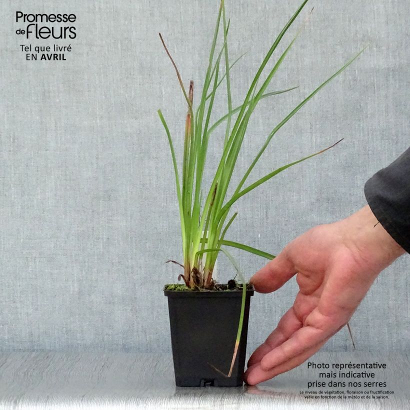 Kniphofia Wrexham Buttercup - Red Hot Poker 8/9 cm pot sample as delivered in spring