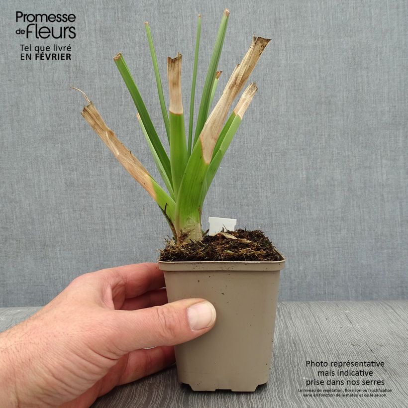 Kniphofia northiae - Giant Red Hot Poker 8/9 cm pot sample as delivered in winter