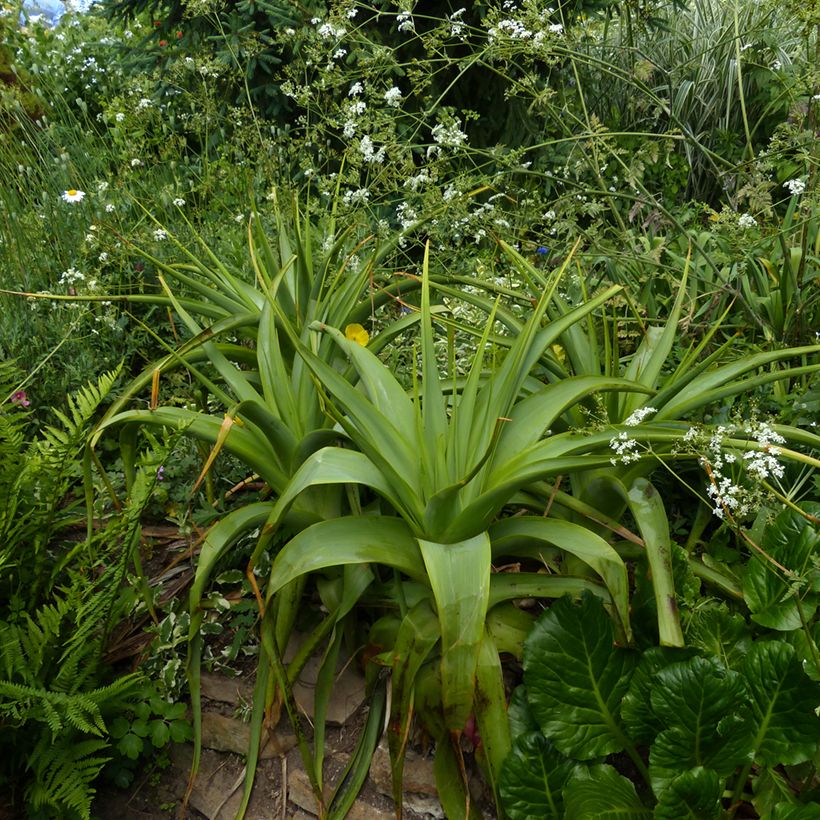 Kniphofia northiae - Giant Red Hot Poker (Plant habit)