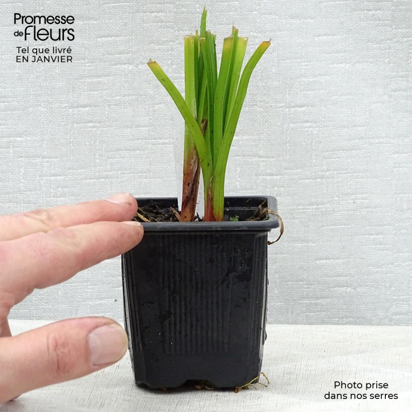 Kniphofia rooperi - Rooper's Red Hot Poker 8/9 cm pot sample as delivered in winter