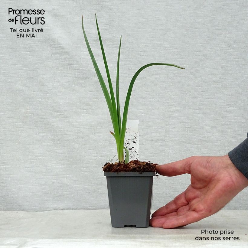 Kniphofia uvaria - Red Hot Poker 8/9 cm pot sample as delivered in spring