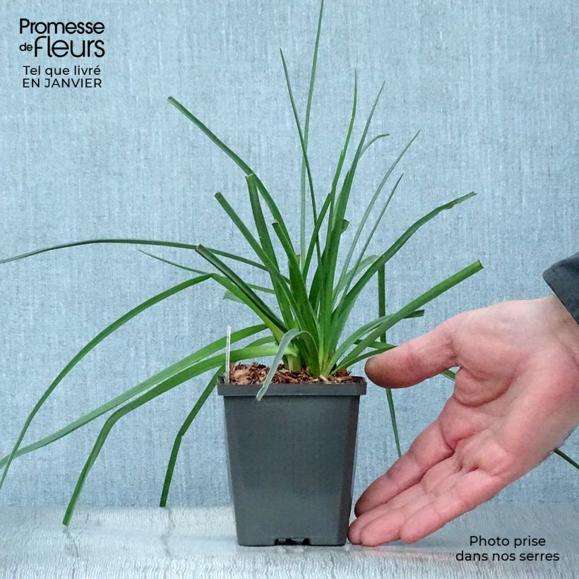 Kniphofia uvaria - Red Hot Poker 8/9 cm pot sample as delivered in winter