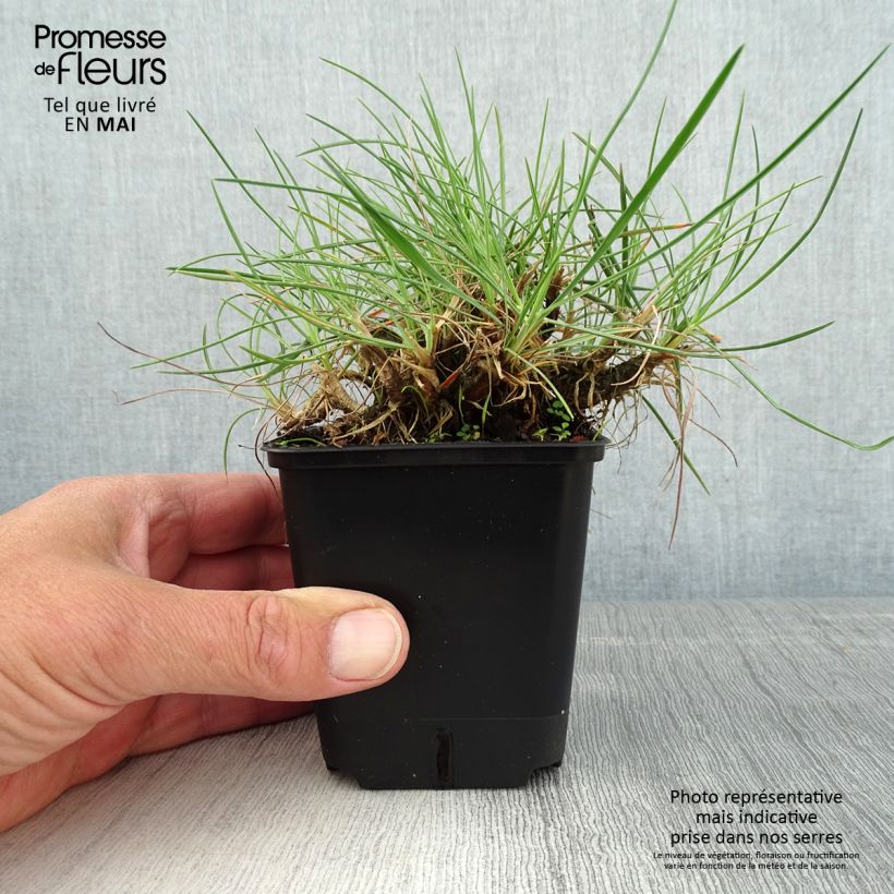 Koeleria glauca 8/9 cm pot sample as delivered in spring