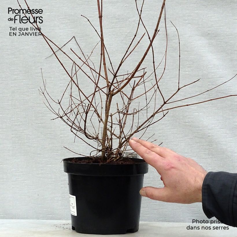 Kolkwitzia amabilis - Beauty Bush 3L/4L pot sample as delivered in winter
