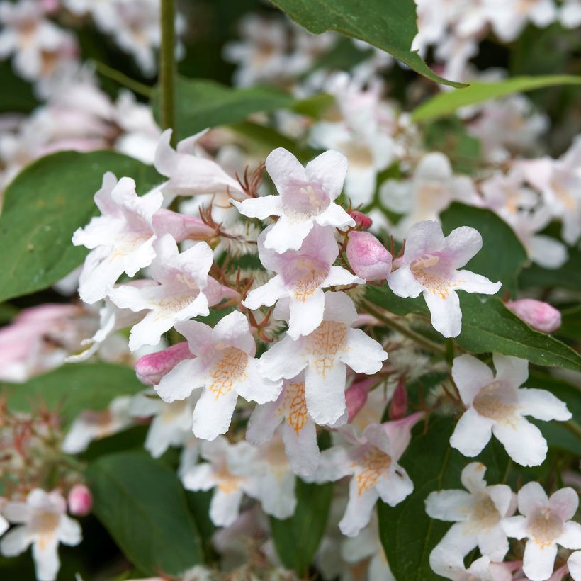 Kolkwitzia amabilis Pink Cloud - Beauty Bush (Flowering)