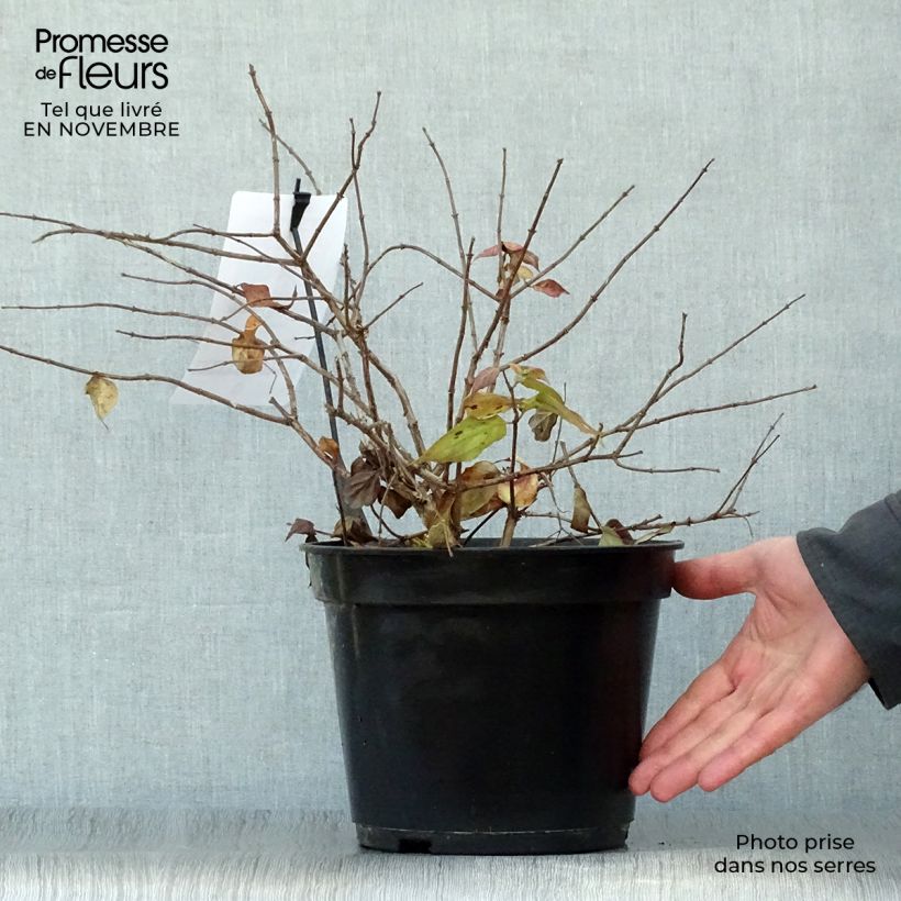 Kolkwitzia amabilis Pink Cloud - Beauty Bush 3L/4L pot sample as delivered in autumn