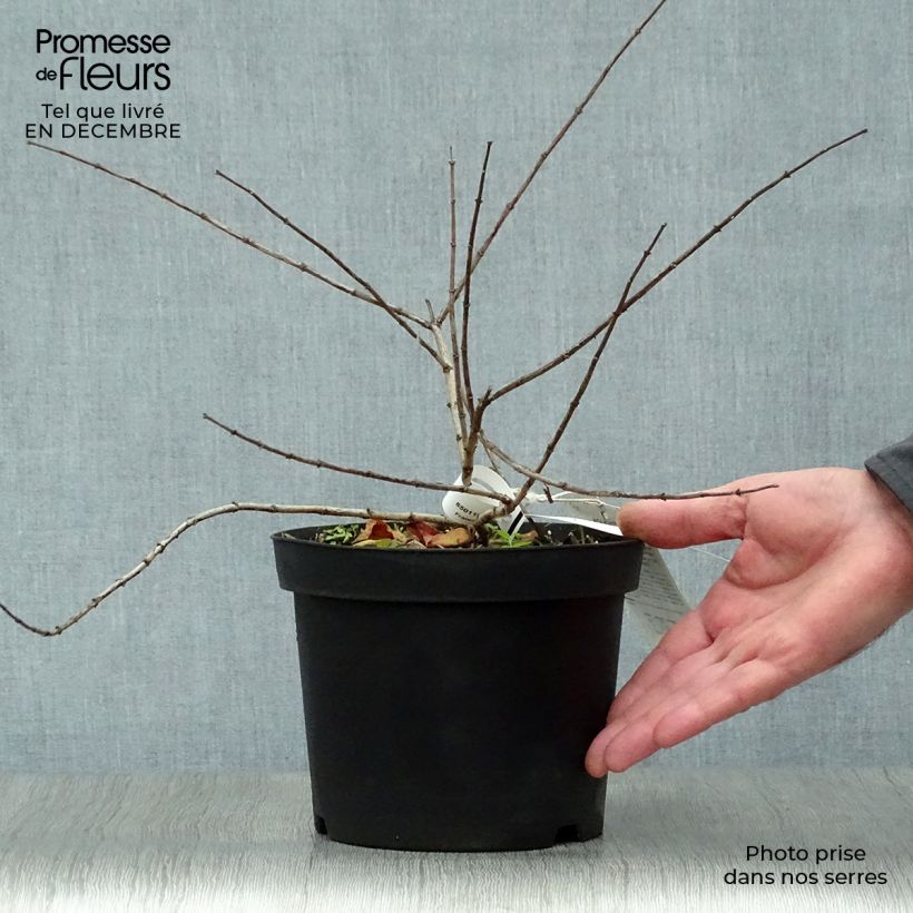 Kolkwitzia amabilis Pink Cloud - Beauty Bush 3L/4L pot sample as delivered in winter