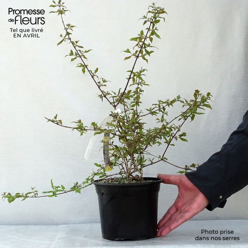 Kolkwitzia amabilis Pink Cloud - Beauty Bush 3L/4L pot sample as delivered in spring