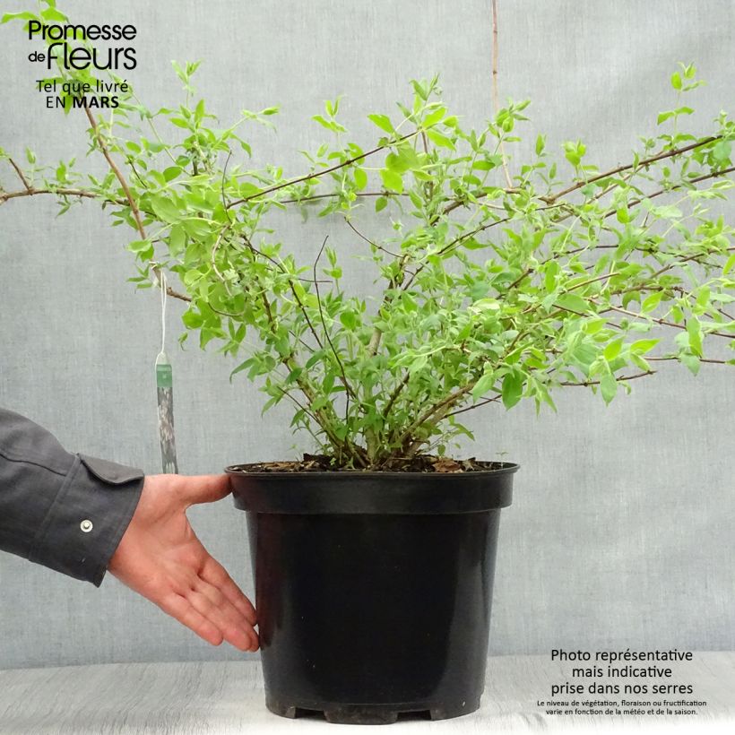 Kolkwitzia amabilis Pink Cloud - Beauty Bush 6L/7L pot sample as delivered in spring