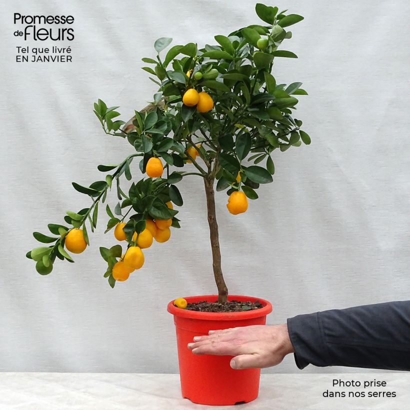 Kumquat Fukushu - Fortunella obovata 4L/5L pot, Quarter standard sample as delivered in winter