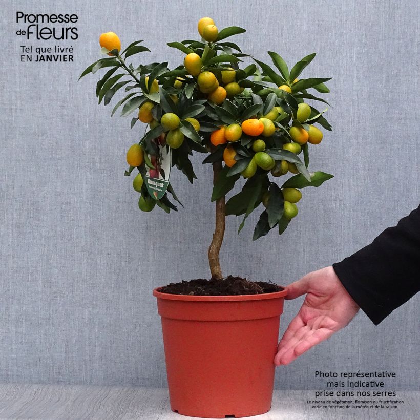 Kumquat Nagami - Fortunella margarita 4L/5L pot, Quarter standard sample as delivered in winter
