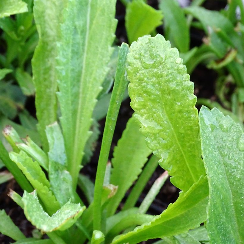 Leucanthemum superbum Alaska - Shasta Daisy (Foliage)