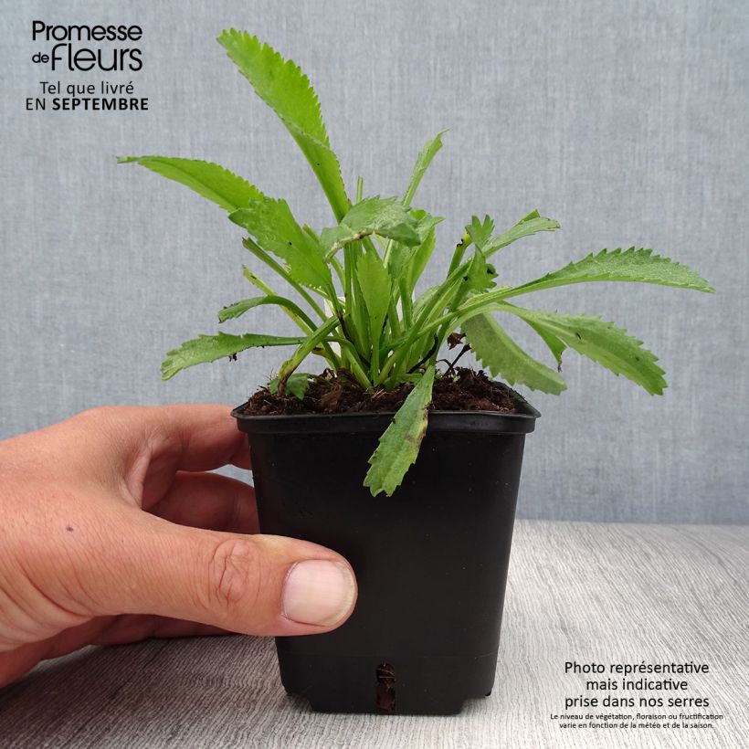 Leucanthemum superbum Alaska - Shasta Daisy 8/9 cm pot sample as delivered in autumn