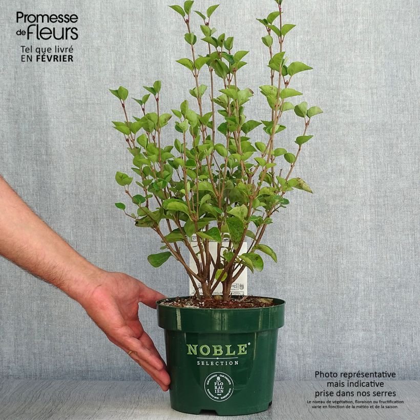 Syringa meyeri  microphylla Tinkerbelle - Lilac 2L/3L pot sample as delivered in autumn