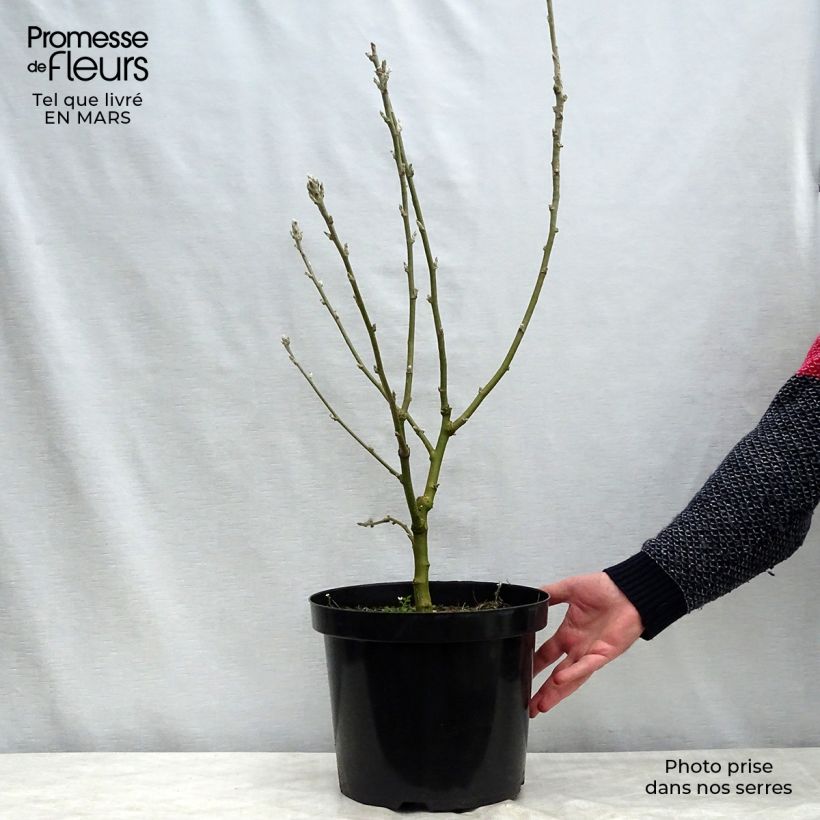 Laburnum anagyroides 7.5L/10L pot sample as delivered in spring