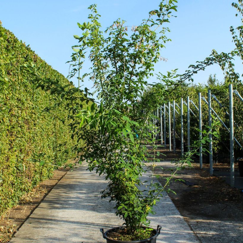 Laburnum anagyroides 70L/75L pot sample as delivered in spring