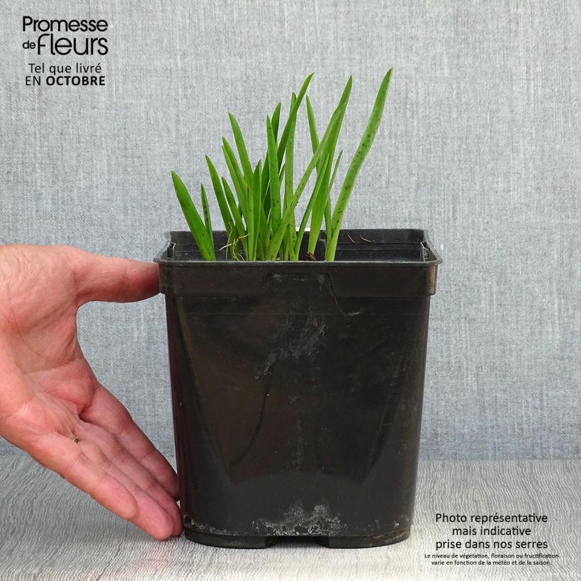 Lachenalia aloides African Beauty Namakwa 2L/3L pot sample as delivered in autumn