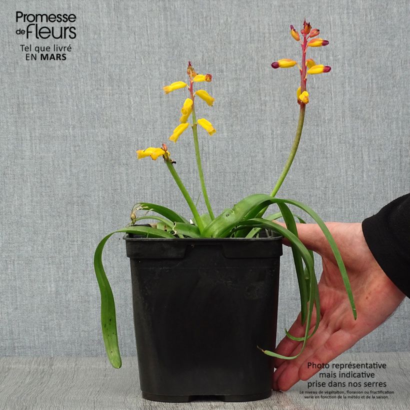 Lachenalia aloides African Beauty Namakwa 2L/3L pot sample as delivered in spring