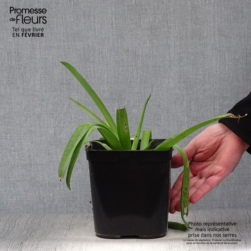 Lachenalia aloides African Beauty Rupert 3L/4L pot sample as delivered in winter