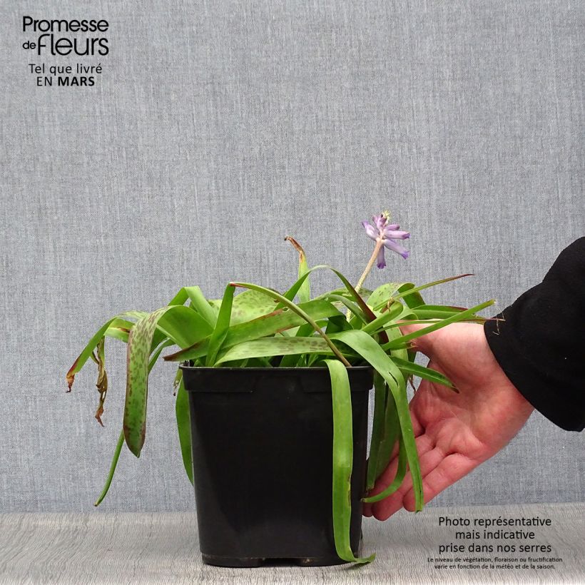 Lachenalia aloides African Beauty Rupert 3L/4L pot sample as delivered in spring