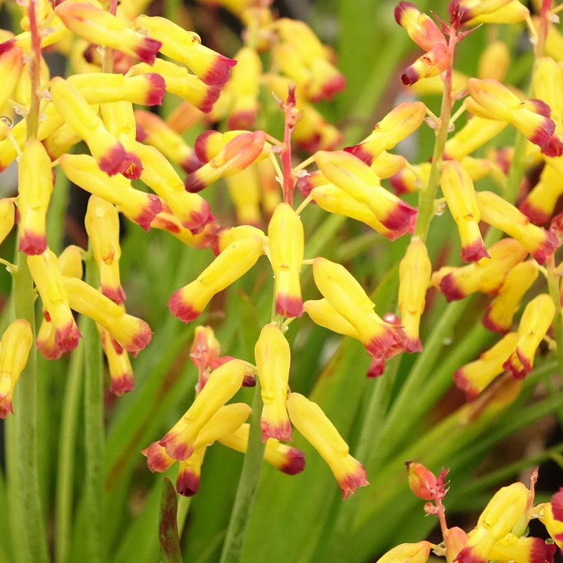 Lachenalia aloides African Beauty Namakwa (Flowering)