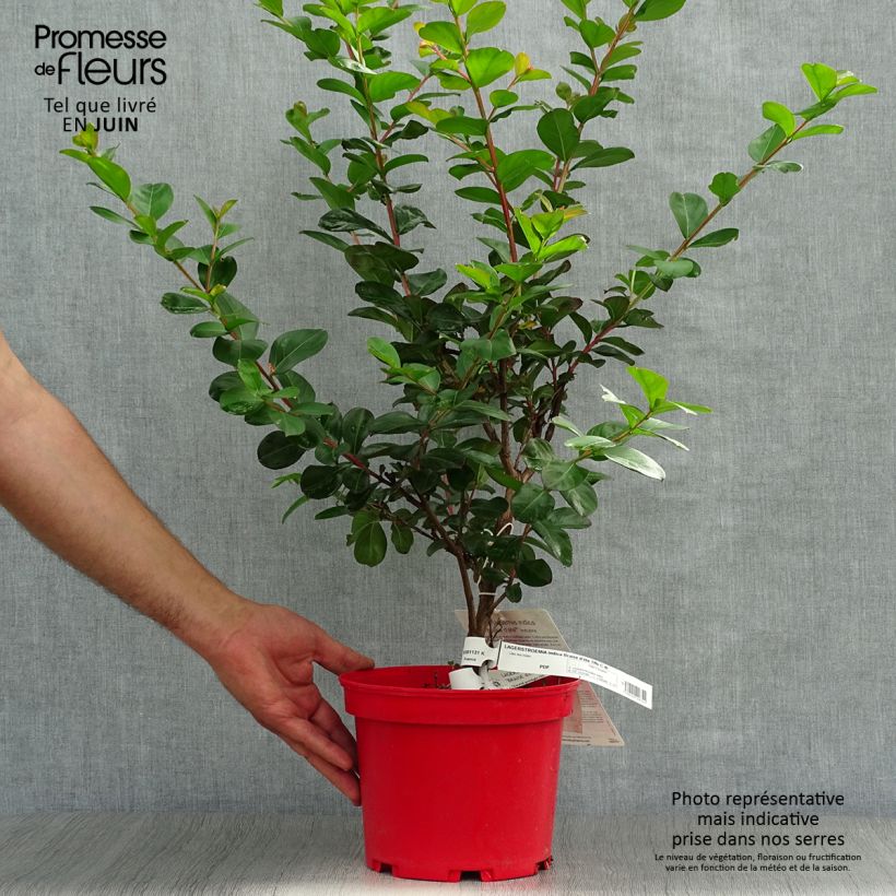 Lagerstroemia indica Braise dEté Indybra - Crape Myrtle 3L/4L pot, Bush sample as delivered in summer