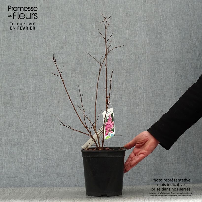 Lagerstroemia indica Camaïeu dEte Indycam - Crape Myrtle 4L/5L pot sample as delivered in winter