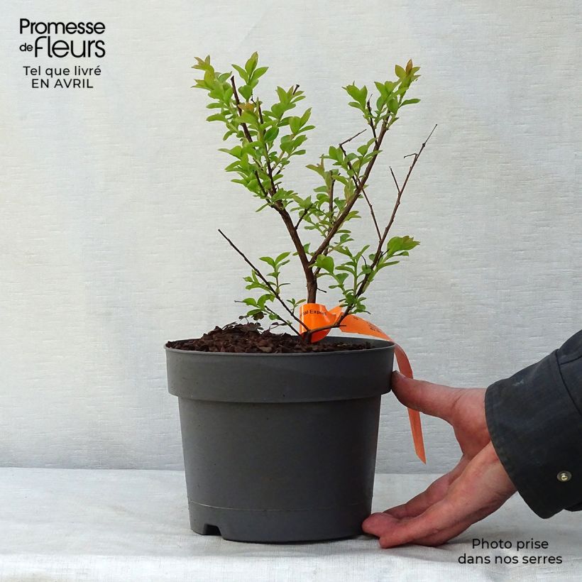 Lagerstroemia indica Mardi Gras - Crape Myrtle 3L/4L pot sample as delivered in spring